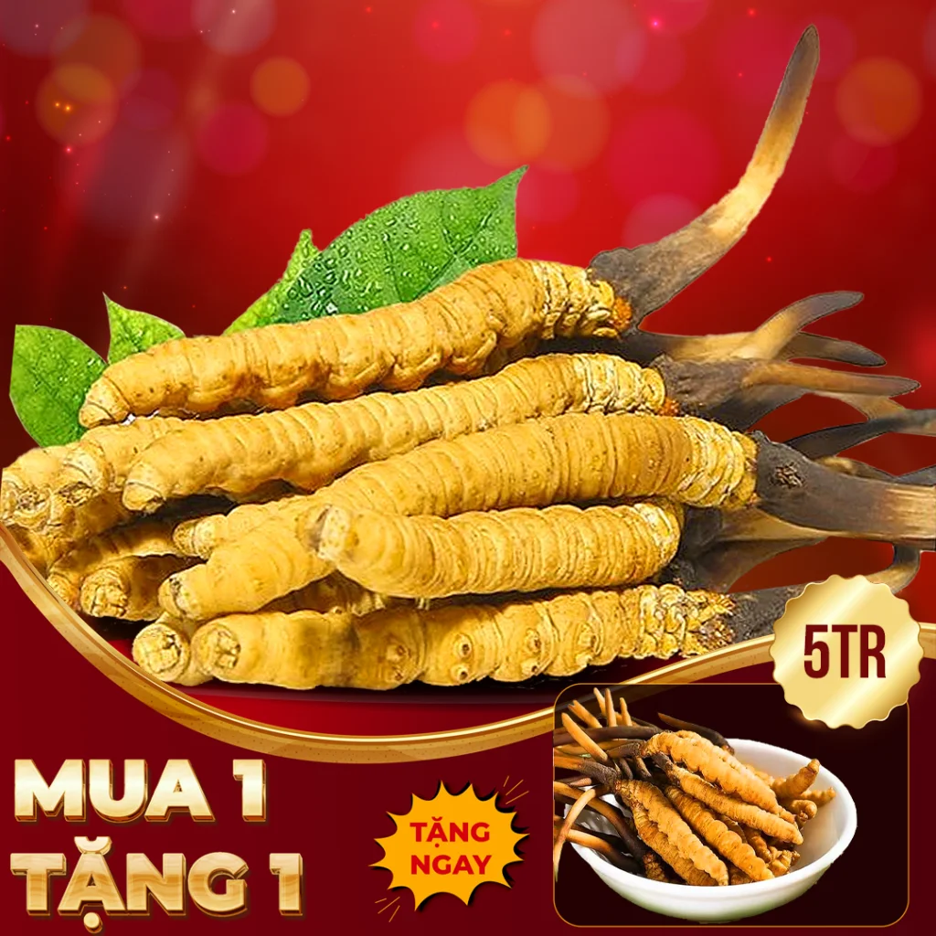 Đông Trùng Hạ Thảo Tây Tạng Nguyên Con Tươi Size 1 Gr/ Con