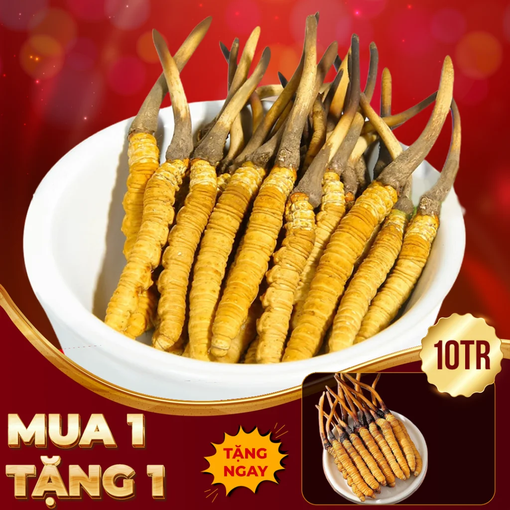 Đông Trùng Hạ Thảo Tây Tạng Nguyên Con Tươi Size 1.5 – 2 Gr/ Con