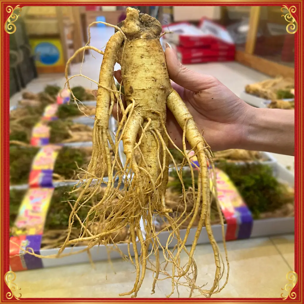 Nhân Sâm Tươi Hàn Quốc 6 Năm Tuổi VIP 1 Loại 6 Củ / kg